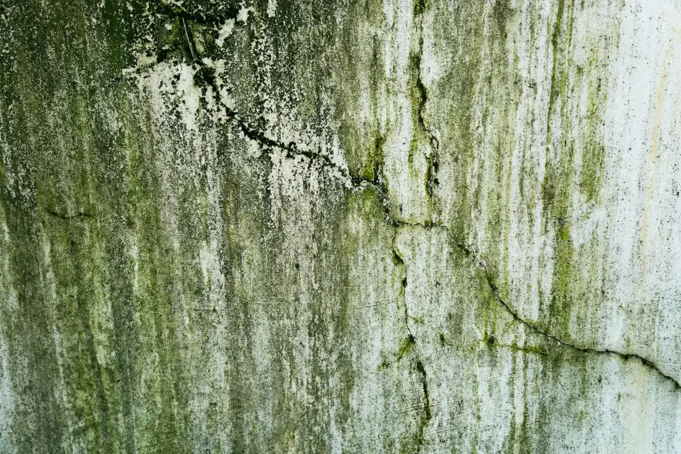 The Drycrest Story: Protecting Johns Creek Homes from Mold